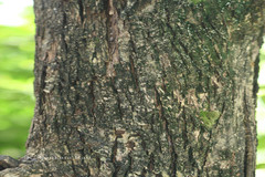 Lagerstroemia speciosa